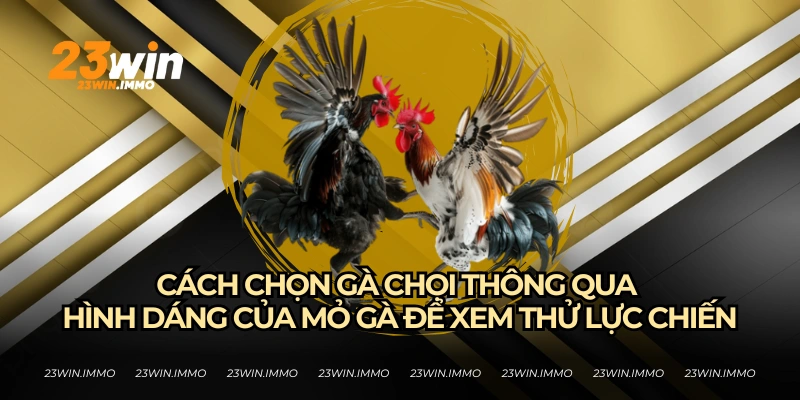 Cách chọn gà chọi khi xem mỏ để đoán lực chiến của gà