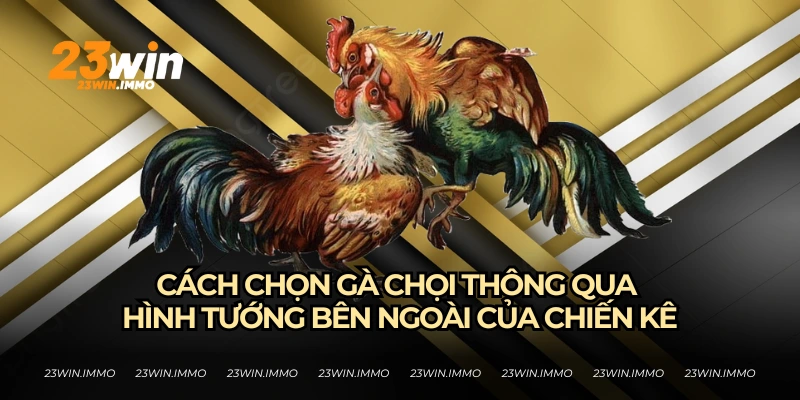 Cách chọn gà chọi từ việc xem tướng gà của 23WIN