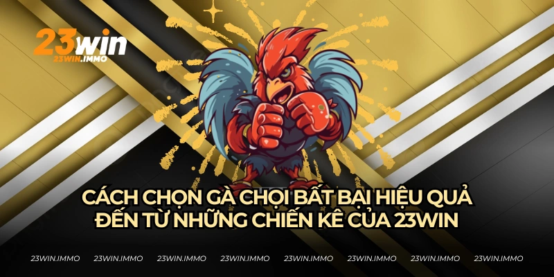 cách chọn gà chọi hay của 23WIN